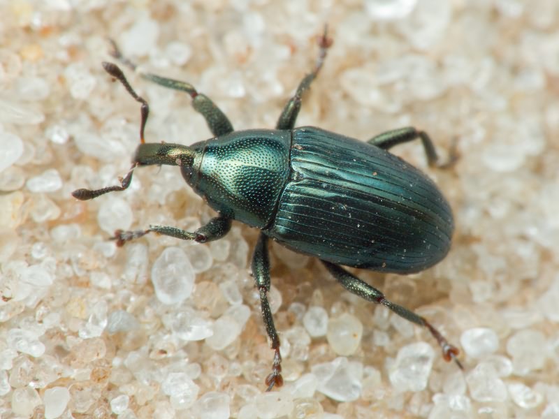 Aulacobaris chlorizans (Germar, 1824)